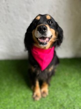 LENKE, Hund, Cocker Spaniel-Mix in Seelze - Bild 14