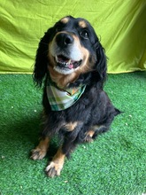 LENKE, Hund, Cocker Spaniel-Mix in Seelze - Bild 15