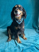 LENKE, Hund, Cocker Spaniel-Mix in Seelze - Bild 16
