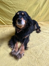 LENKE, Hund, Cocker Spaniel-Mix in Seelze - Bild 17