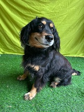 LENKE, Hund, Cocker Spaniel-Mix in Seelze - Bild 18