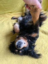 LENKE, Hund, Cocker Spaniel-Mix in Seelze - Bild 19