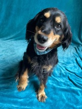 LENKE, Hund, Cocker Spaniel-Mix in Seelze - Bild 2