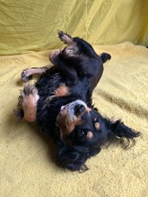 LENKE, Hund, Cocker Spaniel-Mix in Seelze - Bild 3