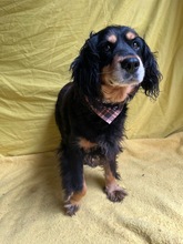 LENKE, Hund, Cocker Spaniel-Mix in Seelze - Bild 4