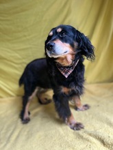 LENKE, Hund, Cocker Spaniel-Mix in Seelze - Bild 5