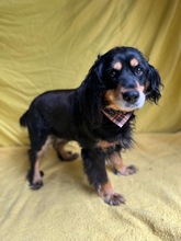 LENKE, Hund, Cocker Spaniel-Mix in Seelze - Bild 6