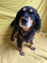LENKE, Hund, Cocker Spaniel-Mix in Seelze - Bild 7