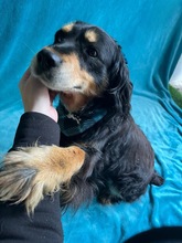 LENKE, Hund, Cocker Spaniel-Mix in Seelze - Bild 8