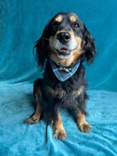 LENKE, Hund, Cocker Spaniel-Mix in Seelze - Bild 9