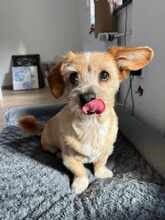 LALA, Hund, Terrier-Mix in Rheine - Bild 1