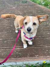 LALA, Hund, Terrier-Mix in Rheine - Bild 2