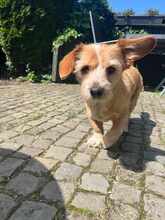 LALA, Hund, Terrier-Mix in Rheine - Bild 3