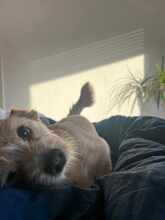 LALA, Hund, Terrier-Mix in Rheine - Bild 4