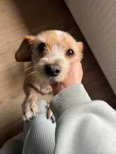 LALA, Hund, Terrier-Mix in Rheine - Bild 5