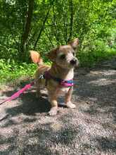 LALA, Hund, Terrier-Mix in Rheine - Bild 6