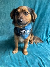 KONRAD, Hund, Sheltie-Mix in Seelze - Bild 1