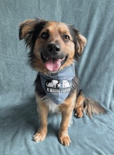 KONRAD, Hund, Sheltie-Mix in Seelze - Bild 10