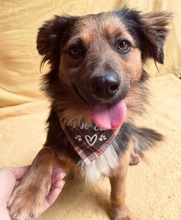 KONRAD, Hund, Sheltie-Mix in Seelze - Bild 11