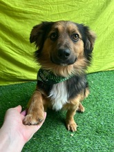 KONRAD, Hund, Sheltie-Mix in Seelze - Bild 13