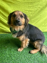 KONRAD, Hund, Sheltie-Mix in Seelze - Bild 14