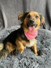 KONRAD, Hund, Sheltie-Mix in Seelze - Bild 15