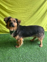 KONRAD, Hund, Sheltie-Mix in Seelze - Bild 18