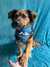 KONRAD, Hund, Sheltie-Mix in Seelze - Bild 19