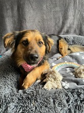 KONRAD, Hund, Sheltie-Mix in Seelze - Bild 2