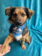 KONRAD, Hund, Sheltie-Mix in Seelze - Bild 20