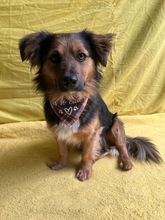 KONRAD, Hund, Sheltie-Mix in Seelze - Bild 21