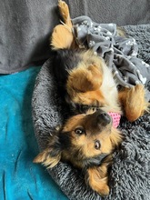 KONRAD, Hund, Sheltie-Mix in Seelze - Bild 22