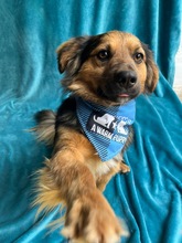 KONRAD, Hund, Sheltie-Mix in Seelze - Bild 23