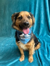 KONRAD, Hund, Sheltie-Mix in Seelze - Bild 24