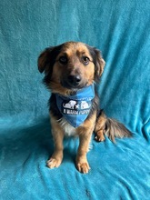 KONRAD, Hund, Sheltie-Mix in Seelze - Bild 3