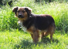 KONRAD, Hund, Sheltie-Mix in Seelze - Bild 4