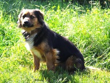 KONRAD, Hund, Sheltie-Mix in Seelze - Bild 5