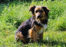 KONRAD, Hund, Sheltie-Mix in Seelze - Bild 6