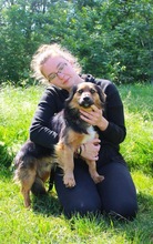 KONRAD, Hund, Sheltie-Mix in Seelze - Bild 7