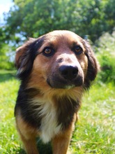 KONRAD, Hund, Sheltie-Mix in Seelze - Bild 9