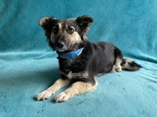 CONNIE, Hund, Sheltie-Mix in Springe - Bild 1