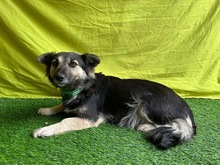 CONNIE, Hund, Sheltie-Mix in Springe - Bild 10