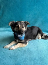 CONNIE, Hund, Sheltie-Mix in Springe - Bild 12