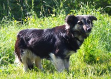 CONNIE, Hund, Sheltie-Mix in Springe - Bild 13