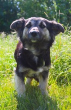CONNIE, Hund, Sheltie-Mix in Springe - Bild 14