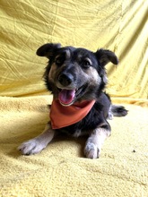 CONNIE, Hund, Sheltie-Mix in Springe - Bild 15