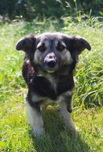 CONNIE, Hund, Sheltie-Mix in Springe - Bild 16