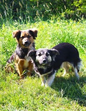 CONNIE, Hund, Sheltie-Mix in Springe - Bild 17