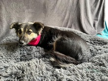 CONNIE, Hund, Sheltie-Mix in Springe - Bild 2