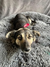 CONNIE, Hund, Sheltie-Mix in Springe - Bild 3